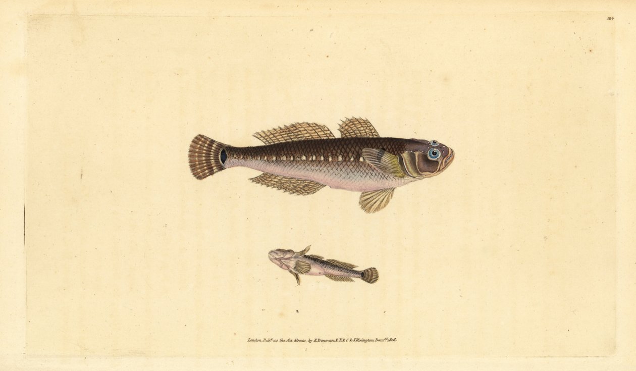 Kara kayabalığı, Gobius niger. Edward Donovan tarafından Natural History of British Fishes, Donovan ve F.C. ve J. Rivington, Londra by Edward Donovan