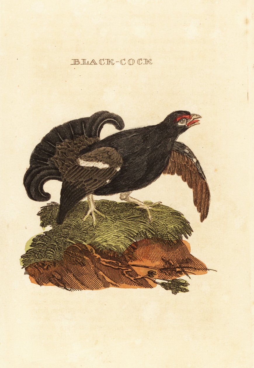 Kara orman tavuğu, Tetrao tetrix by Edward Donovan