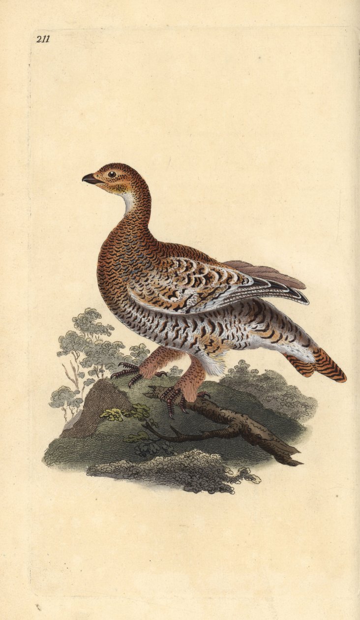 Kara orman tavuğu veya kara oyun, Tetrao tetrix. Edward Donovan tarafından kendi “Natural History of British Birds” Londra kitabından çizilip kazınmış, elle boyanmış bakır levha by Edward Donovan