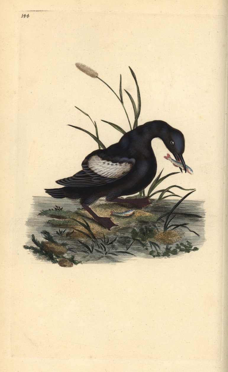 Siyah guillemot veya tystie, Cepphus grylle, gagasında balık var. Edward Donovan tarafından kendi “Natural History of British Birds” Londra kitabından çizilip kazınmış, elle boyanmış bakır levha by Edward Donovan