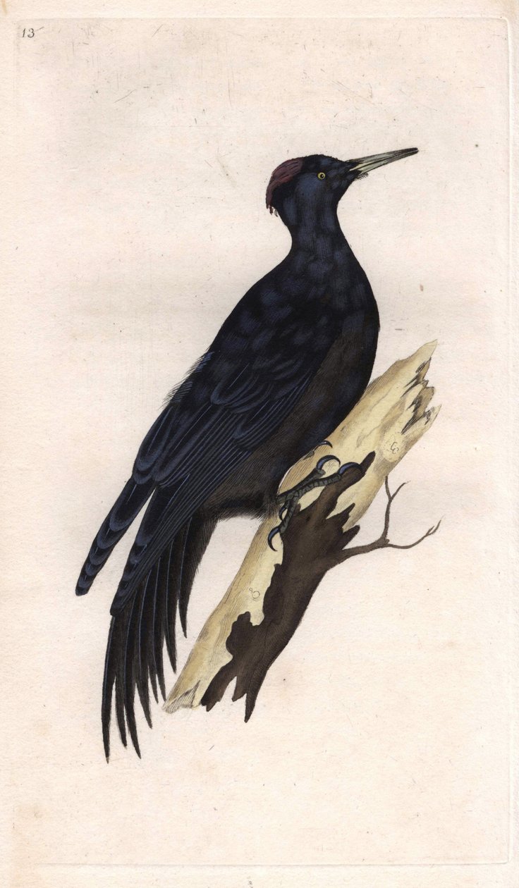 Siyah tepe. Dryocopus martius (Picus martius). İngiliz Kuşlarının Natural History, Londra
