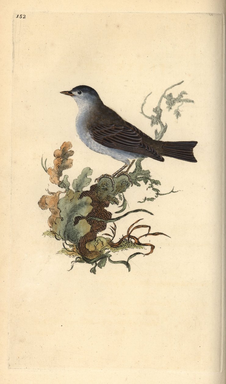 Blackcap, Sylvia attricapilla. Edward Donovan tarafından kendi “Natural History of British Birds” Londra kitabından çizilip kazınmış, elle boyanmış bakır levha by Edward Donovan