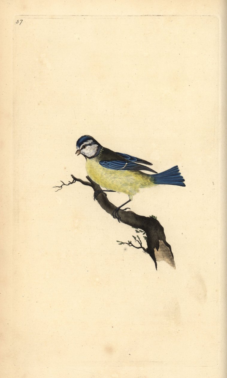 Mavi Baştankara, Cyanistes caeruleus. Edward Donovan tarafından kendi “Natural History of British Birds” Londra kitabından çizilip kazınmış, elle boyanmış bakır levha by Edward Donovan