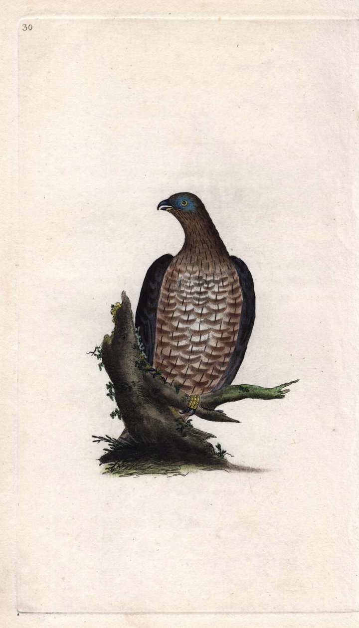 Bondree cana yakın. Pernis apivorus (Falco apivorus). İngiliz Kuşlarının Natural History, Londra