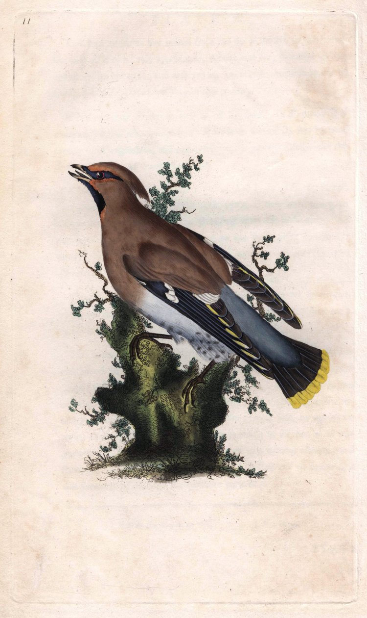 Boreal jasper. Bombycilla garrulus (Ampelis garrulus). İngiliz Kuşlarının Natural History, Londra