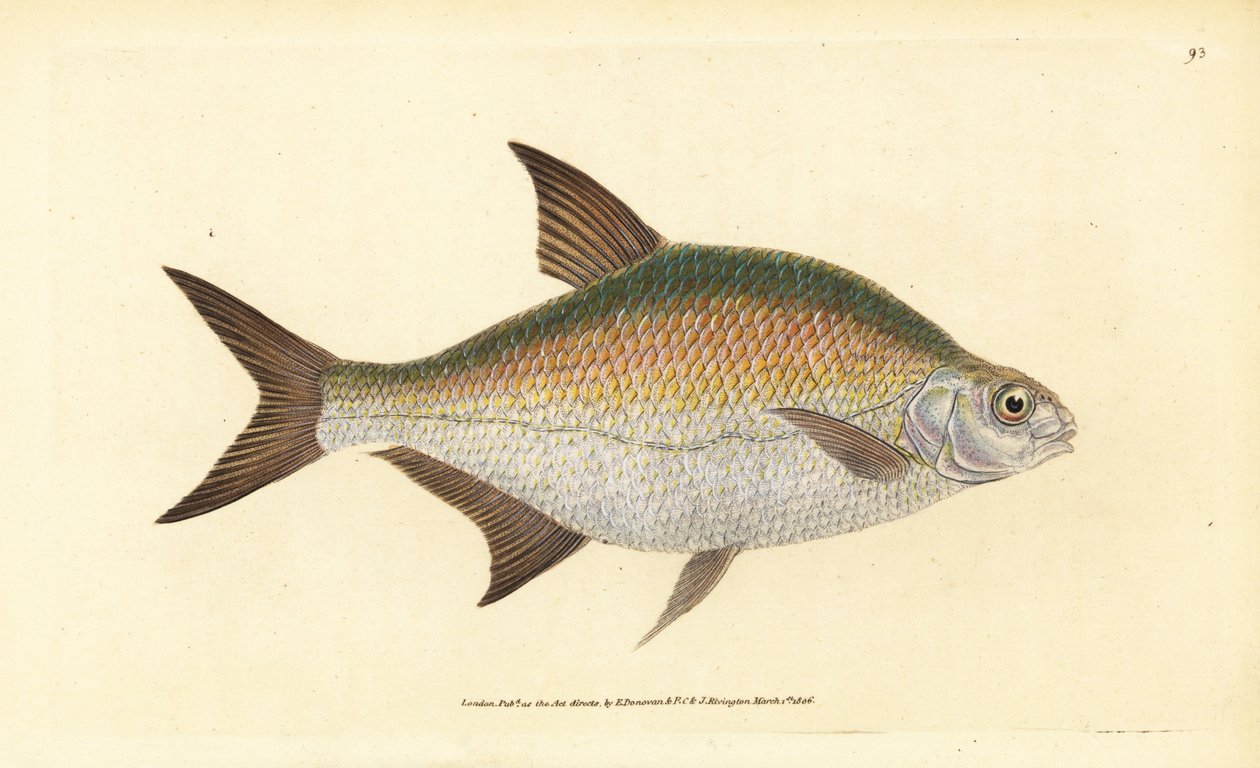 Çipura, Abramis brama (Cyprinus brama). Edward Donovan tarafından Natural History of British Fishes, Donovan ve F.C. ve J. Rivington, Londra by Edward Donovan