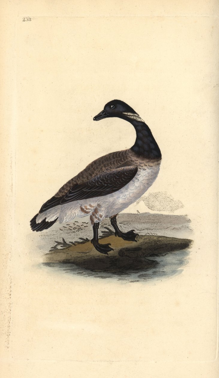 Brent kazı, Branta bernicla. Edward Donovan tarafından kendi “Natural History of British Birds” Londra kitabından çizilip kazınmış, elle boyanmış bakır levha by Edward Donovan