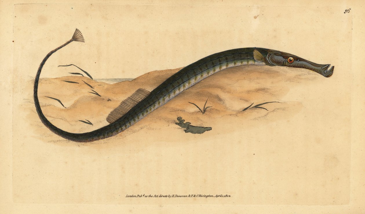 Geniş burunlu veya daha kısa pipefish. Syngnathus tipi. Edward Donovan tarafından Natural History of British Fishes, Donovan ve F.C. ve J. Rivington, Londra by Edward Donovan