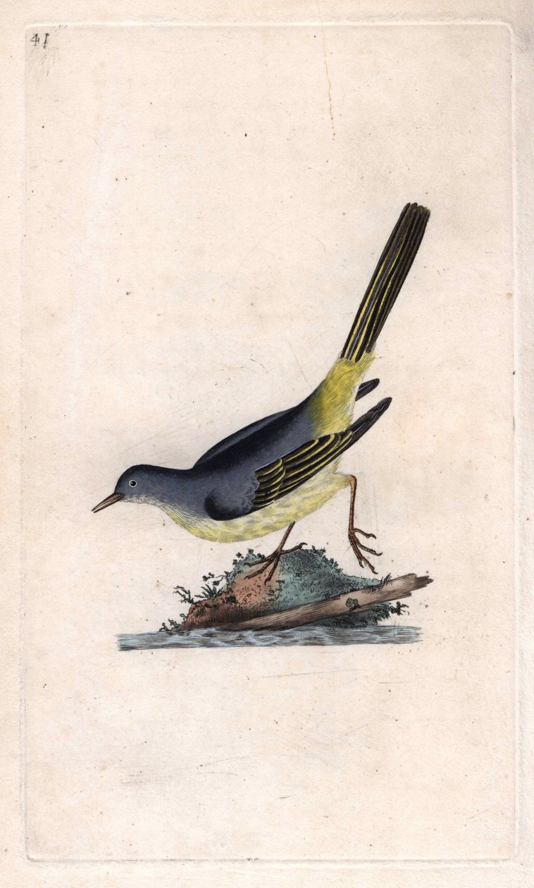 Brook Çoban. Motacilla cinerea (Motacilla boarula). İngiliz Kuşlarının Natural History, Londra