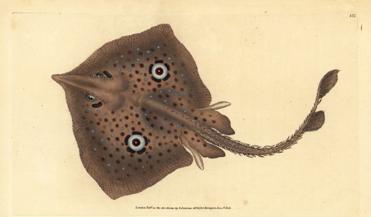 Kahverengi paten veya ayna ışını, Raja miraletus. Edward Donovan tarafından Natural History of British Fishes, Donovan and F.C. ve J. Rivington, Londra by Edward Donovan