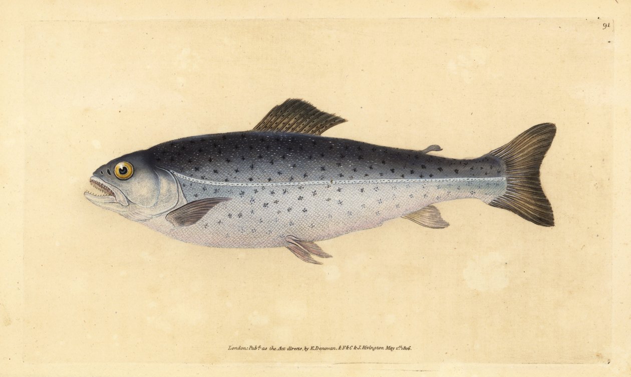 Kahverengi alabalık, Salmo trutta (Sewen, Salmo cambricus). Edward Donovan tarafından Natural History of British Fishes, Donovan ve F.C. ve J. Rivington, Londra by Edward Donovan
