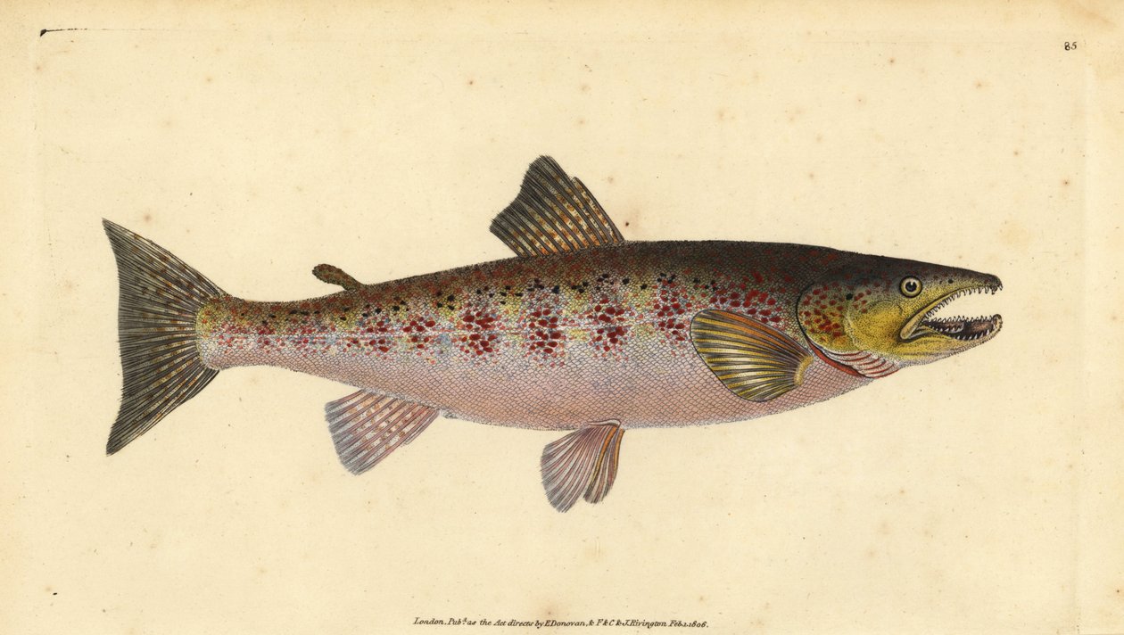 Kahverengi alabalık, Salmo trutta fario (Alabalık, Salmo fario). Edward Donovan tarafından Natural History of British Fishes, Donovan ve F.C. ve J. Rivington, Londra by Edward Donovan