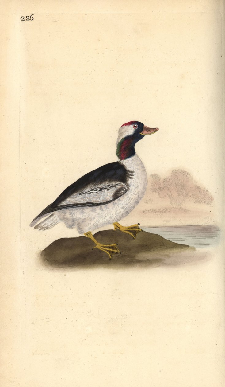 Bufflehead, Bucephala albeola. Handcoloured copperplate drawn and engraved by Edward Donovan from his own “Natural History of British Birds,” London by Edward Donovan