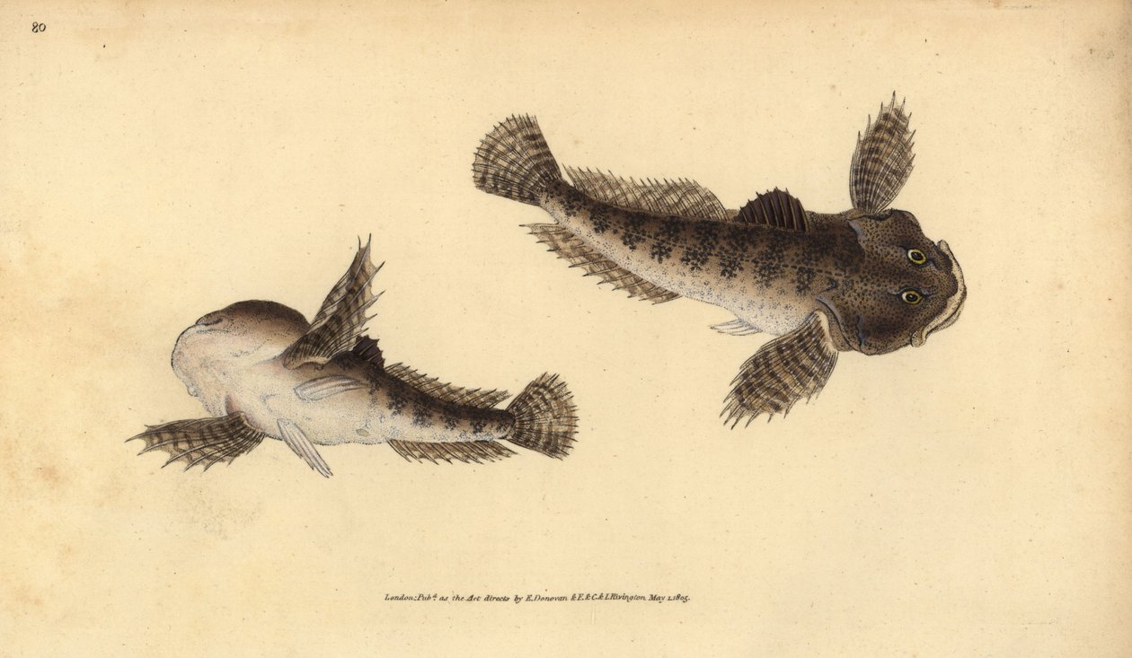 Bullhead, Cottus gobio (Nehir boğa başı). Edward Donovan tarafından Natural History of British Fishes, Donovan ve FC ve J. Rivington, Londra'dan çizilmiş ve oyulmuş elle boyanmış bakır levha by Edward Donovan