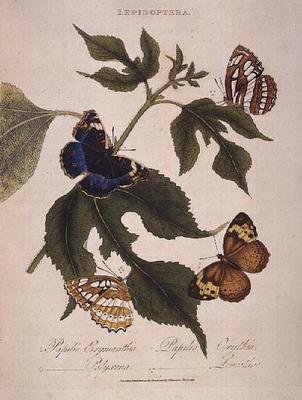 Kelebekler: Papilio Erymanthis; Papilio Orythia; Papilio Polyxena; Papilio Leucothoe, pub. sanatçı tarafından by Edward Donovan