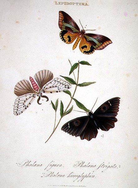 Kelebekler: Phalaena Figura; Phalaena Strigata ve Phalaena Hieroglyphica, pub. sanatçı tarafından by Edward Donovan