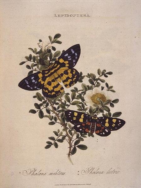 Kelebekler: Phalaena Militaris, Phalaena Lectrix, pub. sanatçı tarafından by Edward Donovan