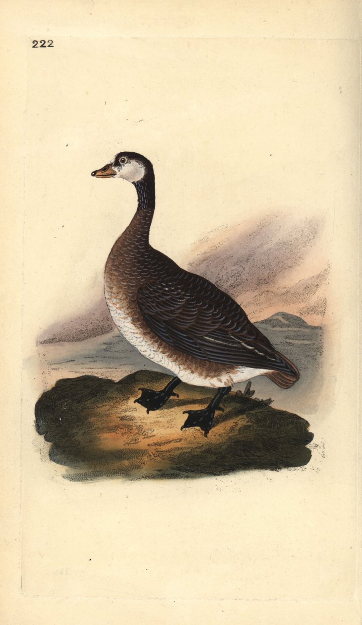 Kanada kazı, Branta canadensis. Edward Donovan tarafından kendi “Natural History of British Birds” Londra kitabından çizilip kazınmış, elle boyanmış bakır levha by Edward Donovan
