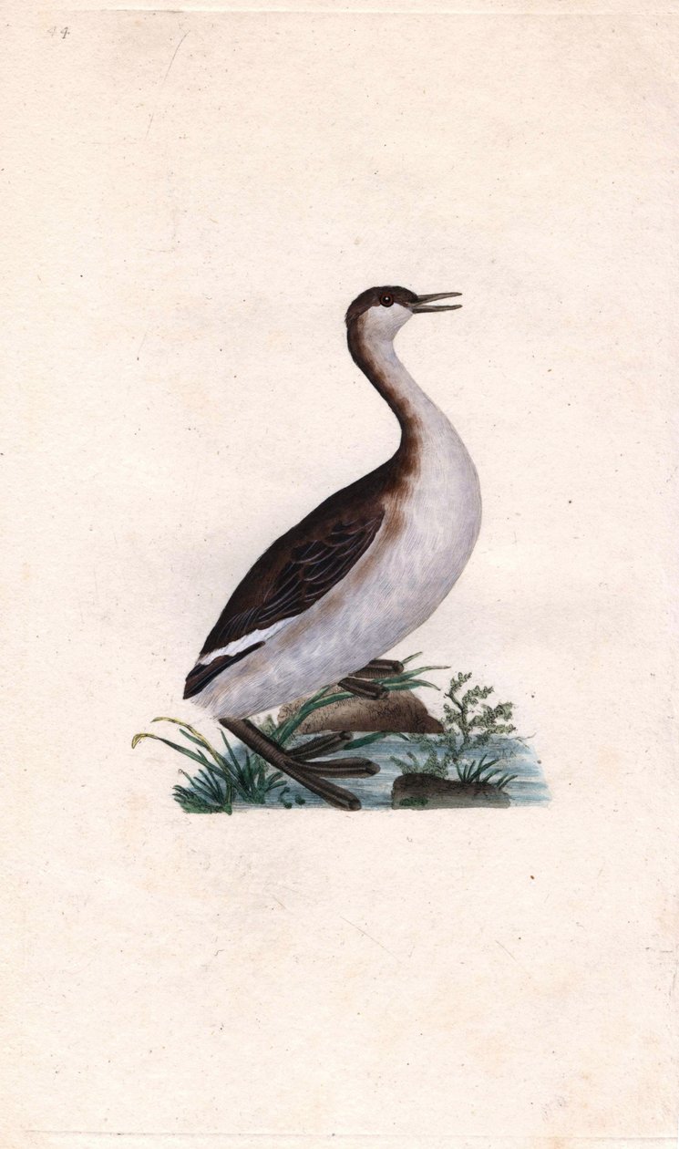 Castagny bataklığı. Tachybaptus ruficollis (Podiceps nigricans). İngiliz Kuşlarının Natural History, Londra