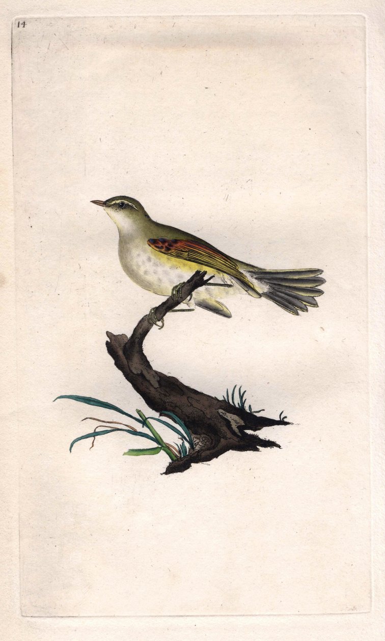 Tavuk fitili. Phylloscopus trochilus (Motacilla trochilus). İngiliz Kuşlarının Natural History, Londra
