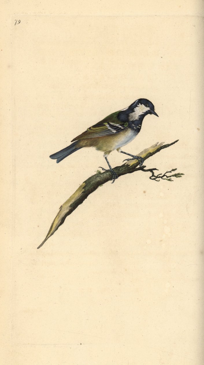 Kömür, Periparus ater. Edward Donovan tarafından kendi “Natural History of British Birds” Londra kitabından çizilip kazınmış, elle boyanmış bakır levha by Edward Donovan