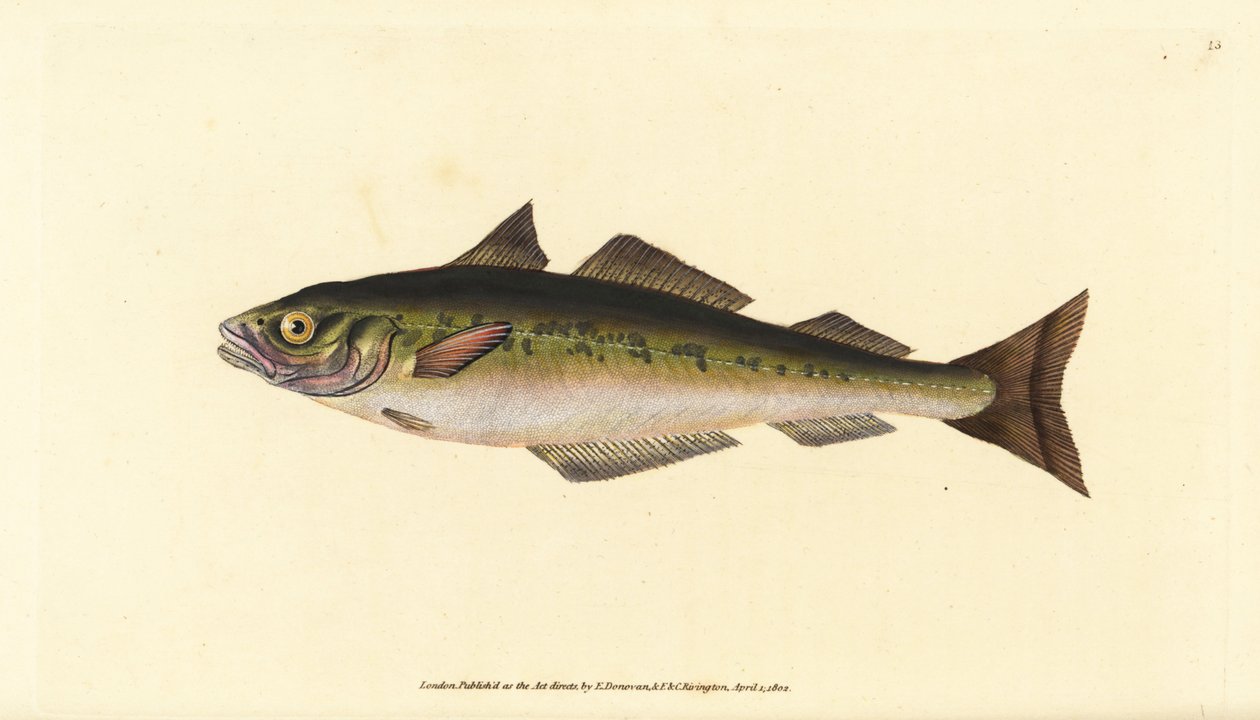 Kömür balığı veya saithe, Pollachius virens (Gadus carbonarius). Edward Donovan tarafından Natural History of British Fishes, Donovan ve F.C. ve J. Rivington, Londra by Edward Donovan