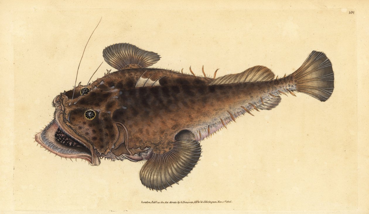 Yaygın fener balığı, Lophius piscatorius. Edward Donovan tarafından Natural History of British Fishes, Donovan ve F.C. ve J. Rivington, Londra by Edward Donovan