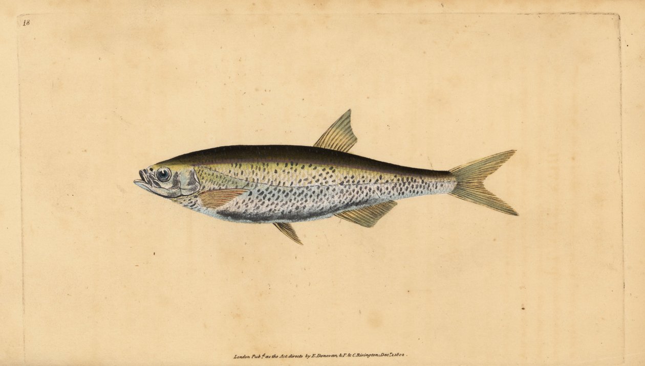 Yaygın kasvetli, Alburnus alburnus (Cyprinus alburnus). Edward Donovan tarafından Natural History of British Fishes, Donovan ve F.C. ve J. Rivington, Londra by Edward Donovan
