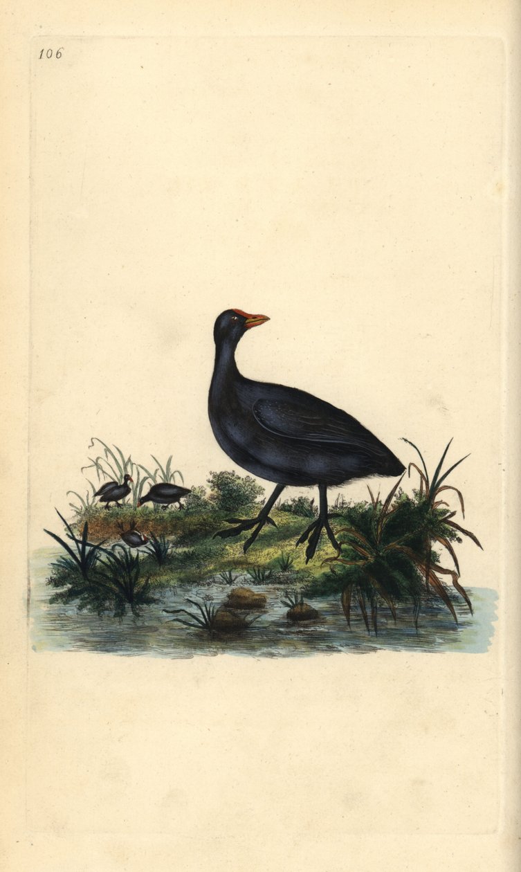 Ortak coot, Fulica atra. Edward Donovan tarafından kendi “Natural History of British Birds” Londra kitabından çizilip kazınmış, elle boyanmış bakır levha by Edward Donovan