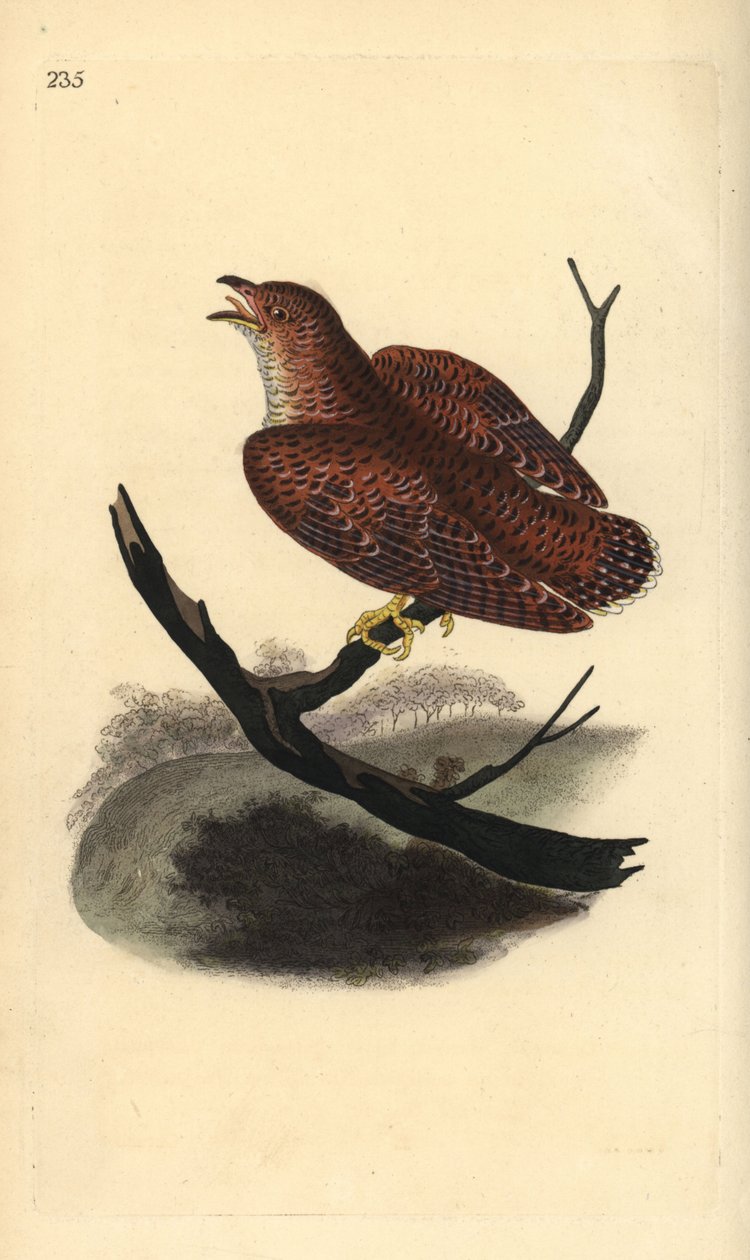 Adi guguk kuşu (genç), Cuculus canorus. Edward Donovan tarafından kendi “Natural History of British Birds” Londra kitabından çizilip kazınmış, elle boyanmış bakır levha by Edward Donovan