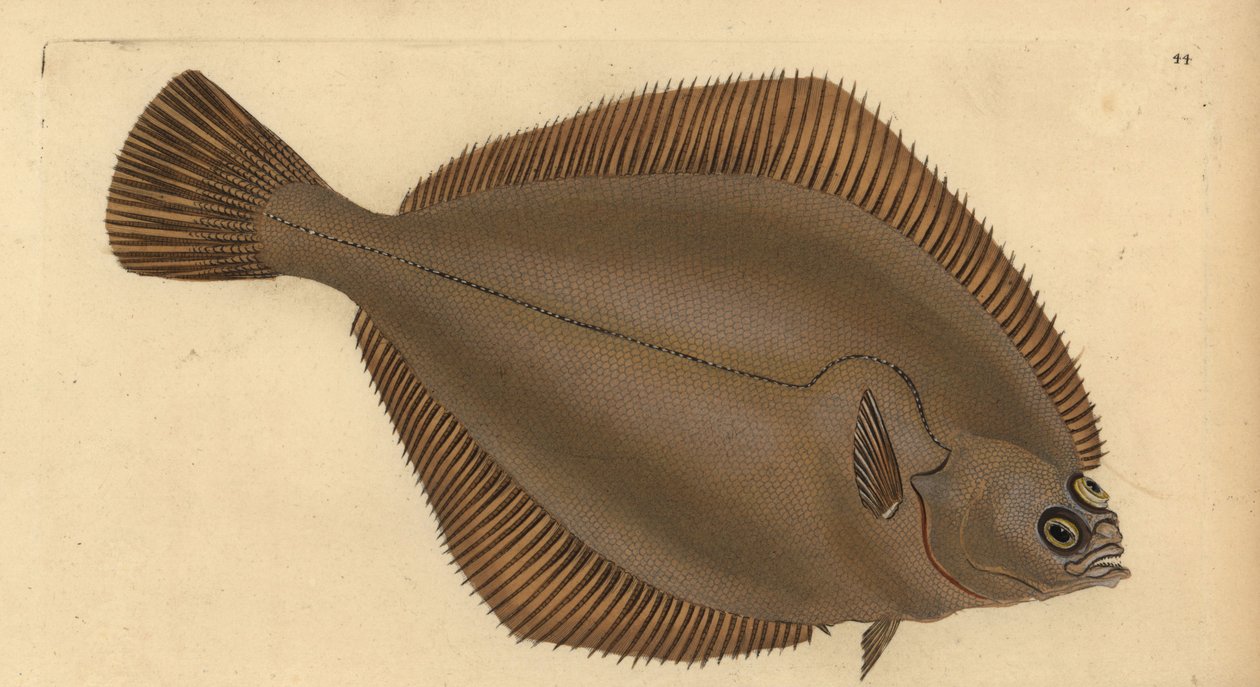 Yaygın dab, Limanda limanda (Pleuronectes limanda). Edward Donovan tarafından Natural History of British Fishes, Donovan ve F.C. ve J. Rivington, Londra by Edward Donovan