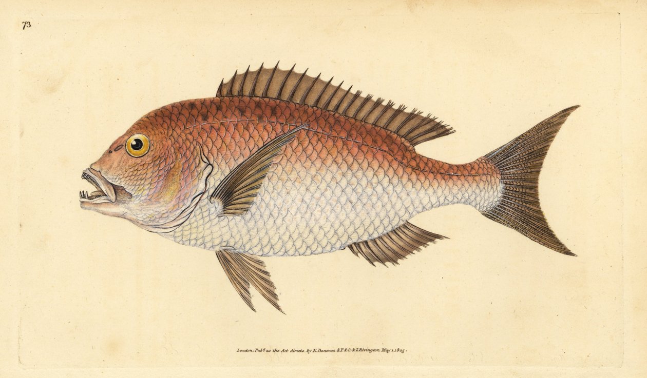 Ortak dentex, dentex dentex. Hassas. (Dört dişli sparus, Sparus dentex). Edward Donovan tarafından Natural History of British Fishes, Donovan ve F.C. ve J. Rivington, Londra by Edward Donovan