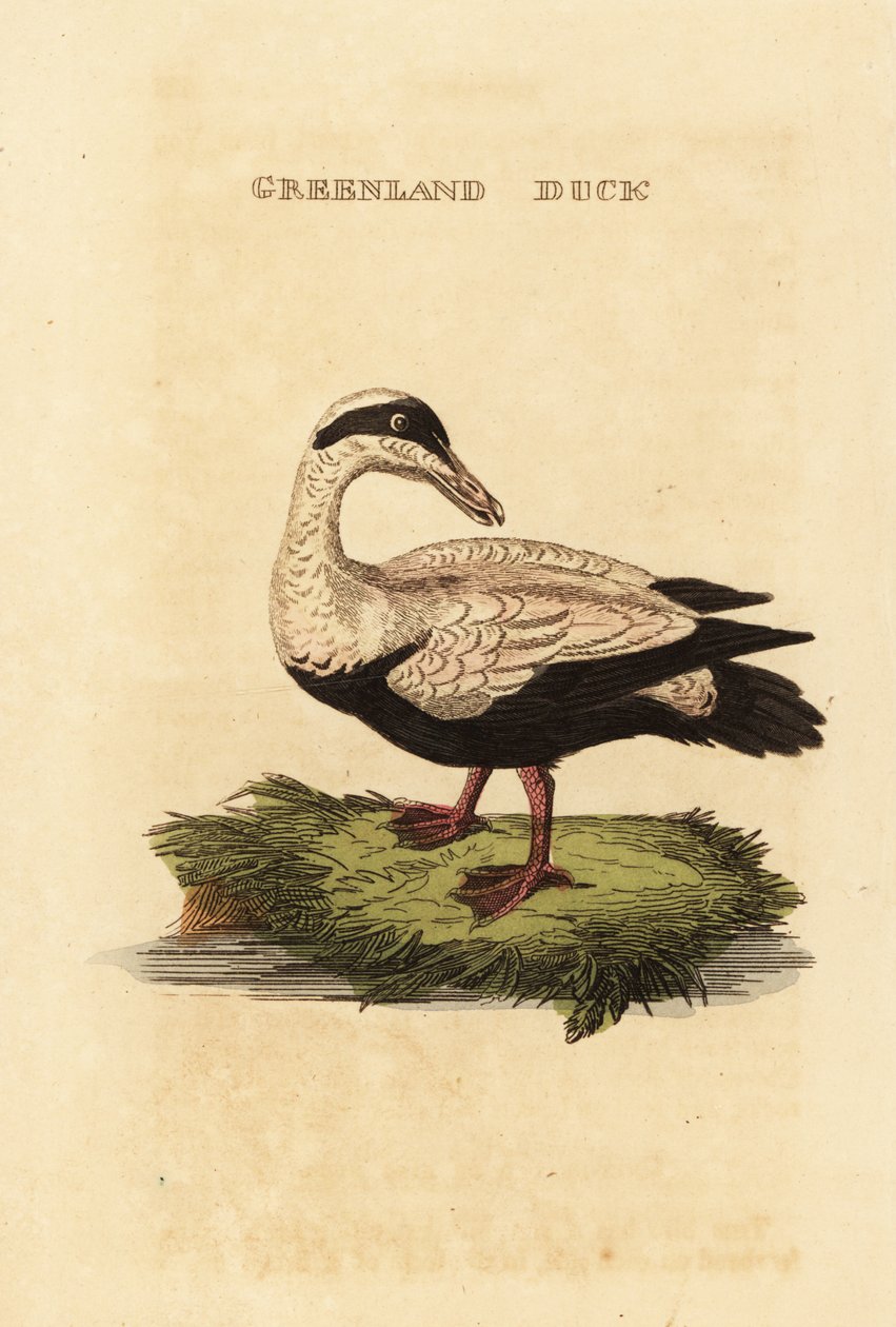 Ortak eider, Somateria mollissima by Edward Donovan