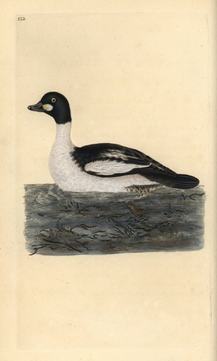 Ortak goldeneye, Bucephala clangula. Edward Donovan tarafından kendi “Natural History of British Birds” (1794-1819) kitabından çizilmiş ve oyulmuş, elle boyanmış bakır levha. Edward Donovan (1768-1837) bir İngiliz-İrlandalı amatör zoolog, yazar, sanatçı ve by Edward Donovan