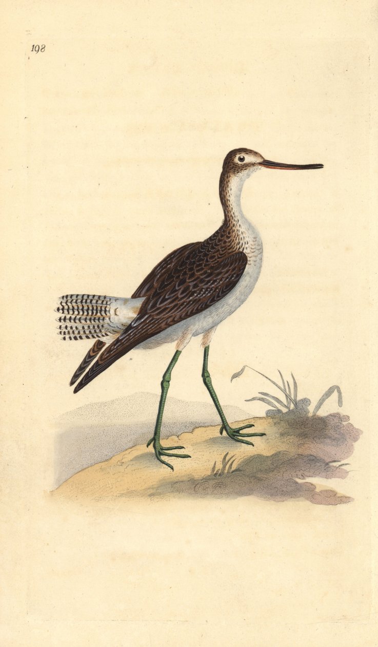 Sıradan yeşilbacak, Tringa nebularia. Edward Donovan tarafından kendi “Natural History of British Birds” adlı Londra kitabından çizilip kazınmış, elle boyanmış bakır levha by Edward Donovan