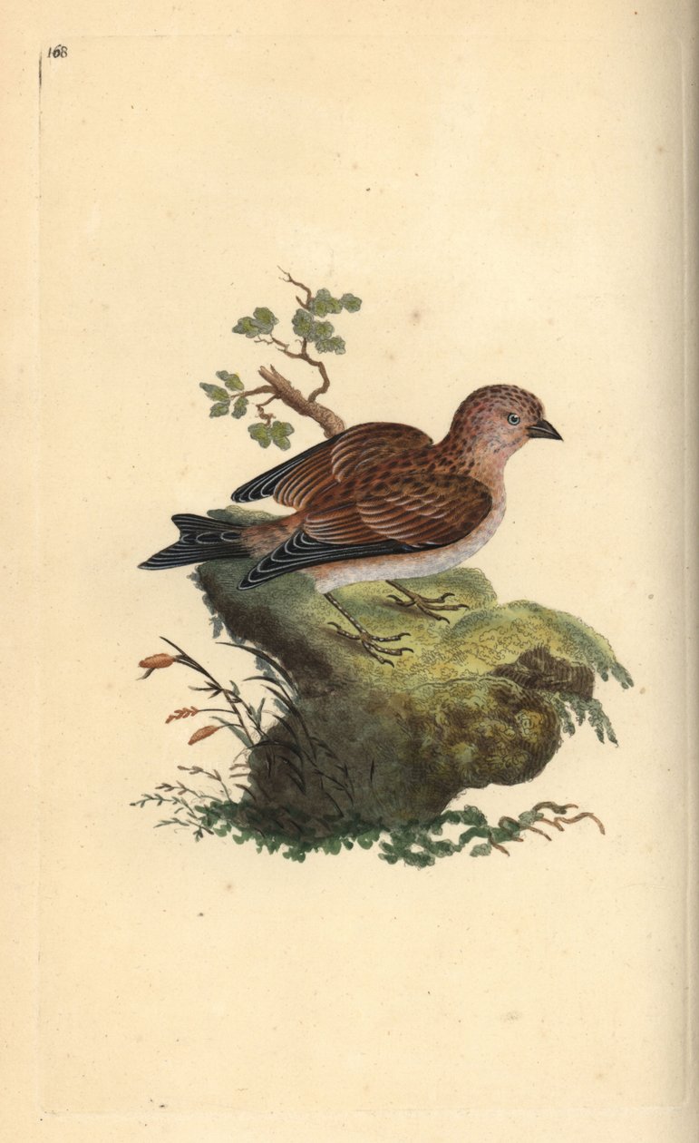 Ortak gri keten, Carduelis esrar. Edward Donovan tarafından kendi “Natural History of British Birds” Londra kitabından çizilip kazınmış, elle boyanmış bakır levha by Edward Donovan