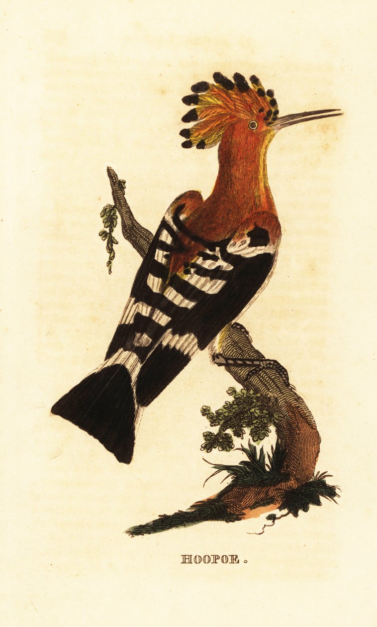 Ortak ibibik, Upupa destanları by Edward Donovan