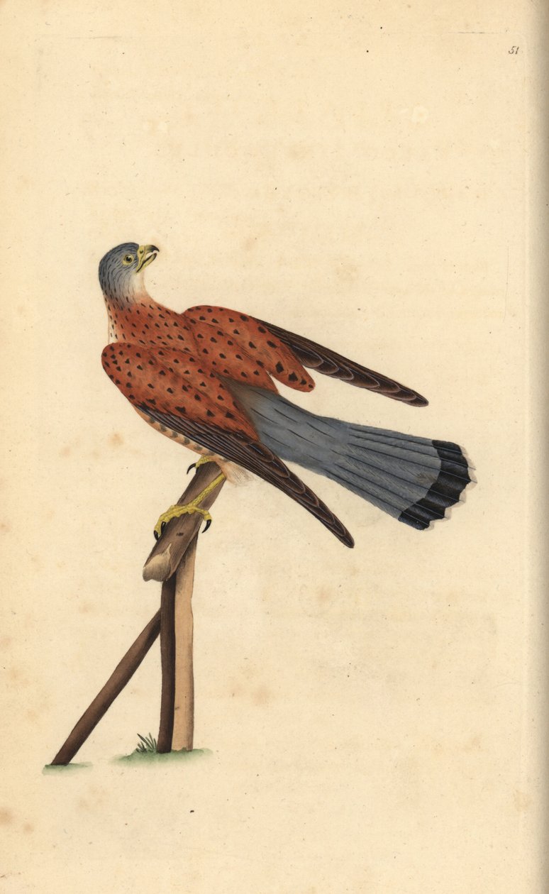 Adi kerkenez, Falco tinnunculus. Edward Donovan tarafından kendi “Natural History of British Birds” Londra kitabından çizilip kazınmış, elle boyanmış bakır levha by Edward Donovan