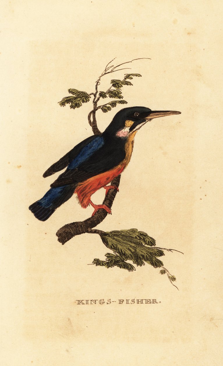 Adi yalıçapkını, Alcedo atthis by Edward Donovan