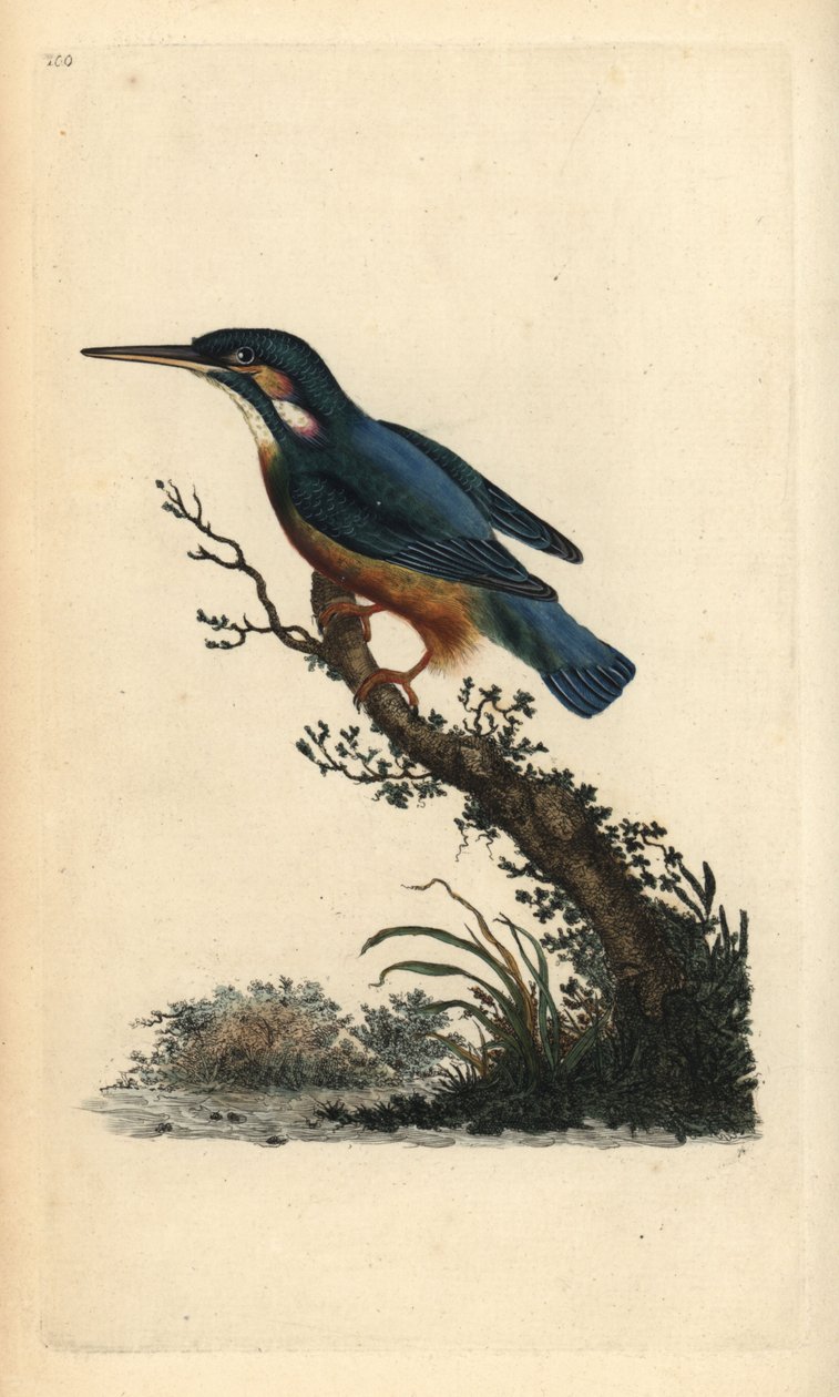 Adi yalıçapkını, Alcedo bu. Edward Donovan tarafından kendi “Natural History of British Birds” Londra kitabından çizilip kazınmış, elle boyanmış bakır levha by Edward Donovan