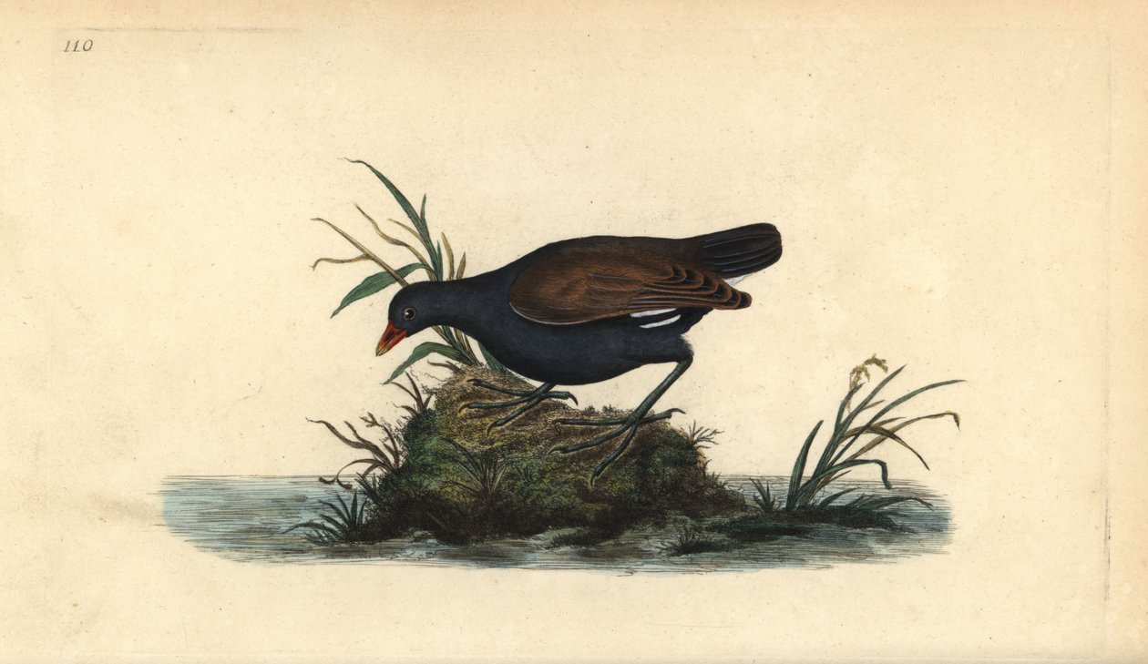 Langhali, Clangula hyemalis. Varnarlaus. Handlituð koparplata teiknuð og grafin af Edward Donovan úr eigin „Natural History of British Birds“, London by Edward Donovan