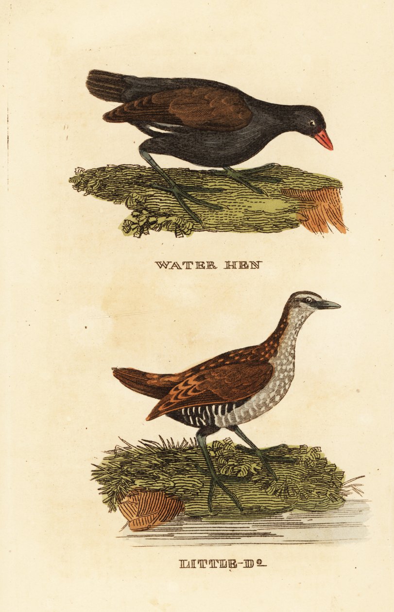 Adi moorhen, Gallinula chloropus ve benekli crake, Porzana porzana by Edward Donovan