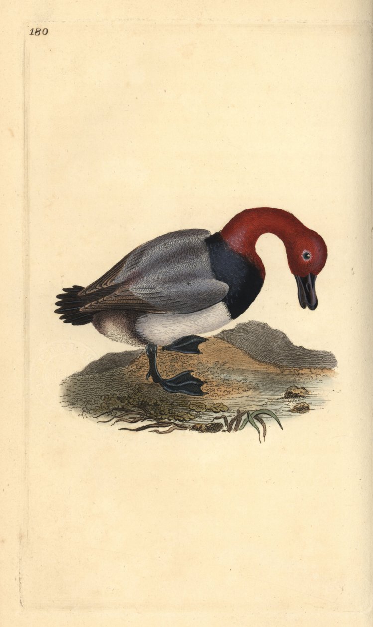 Adi patka veya kızıl saçlı wigeon, Aythra ferina (erkek). Edward Donovan tarafından kendi “Natural History of British Birds” adlı Londra kitabından çizilip kazınmış, elle boyanmış bakır levha by Edward Donovan