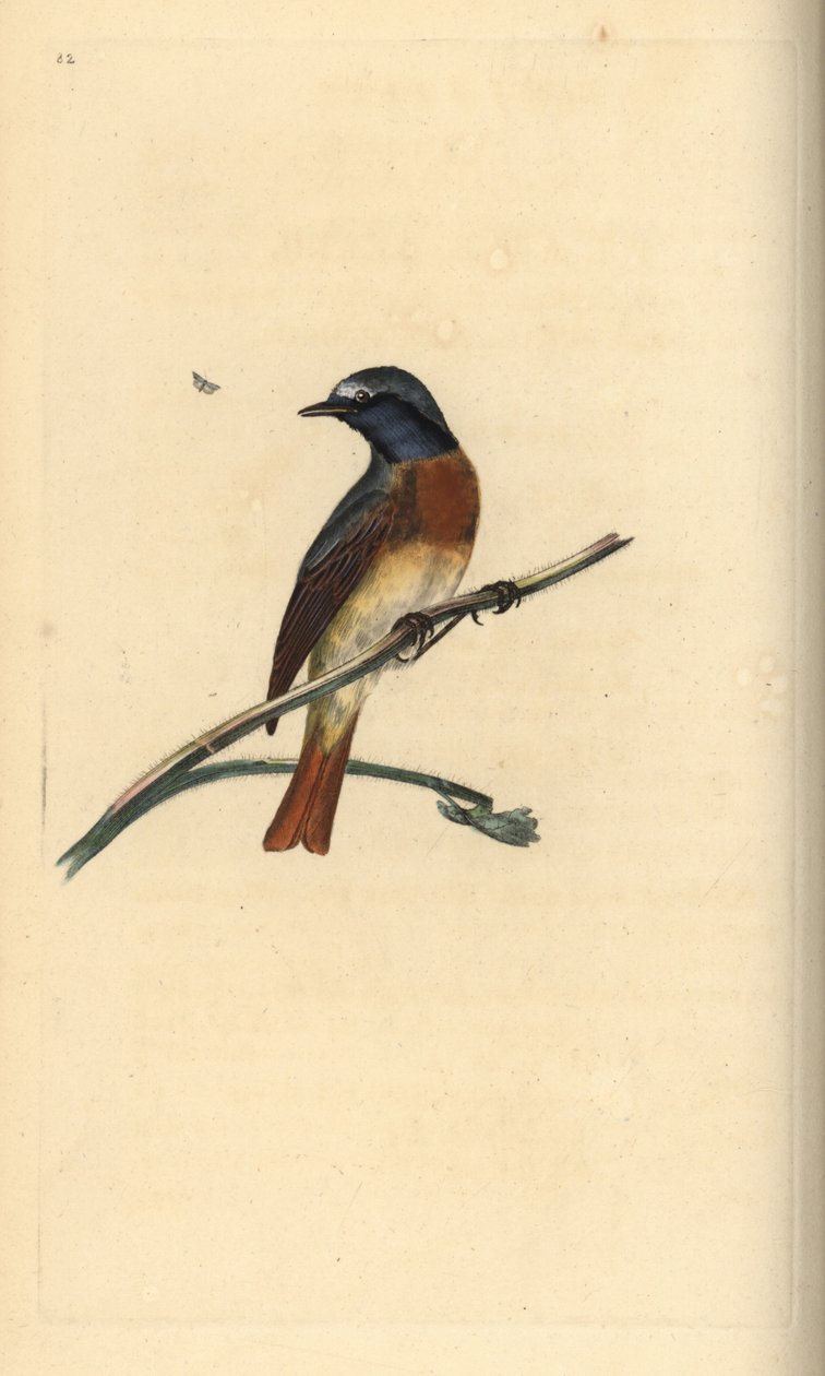 Ortak kızılkuyruk, Phoenicurus phoenicurus. Edward Donovan tarafından kendi “Natural History of British Birds” Londra kitabından çizilip kazınmış, elle boyanmış bakır levha by Edward Donovan