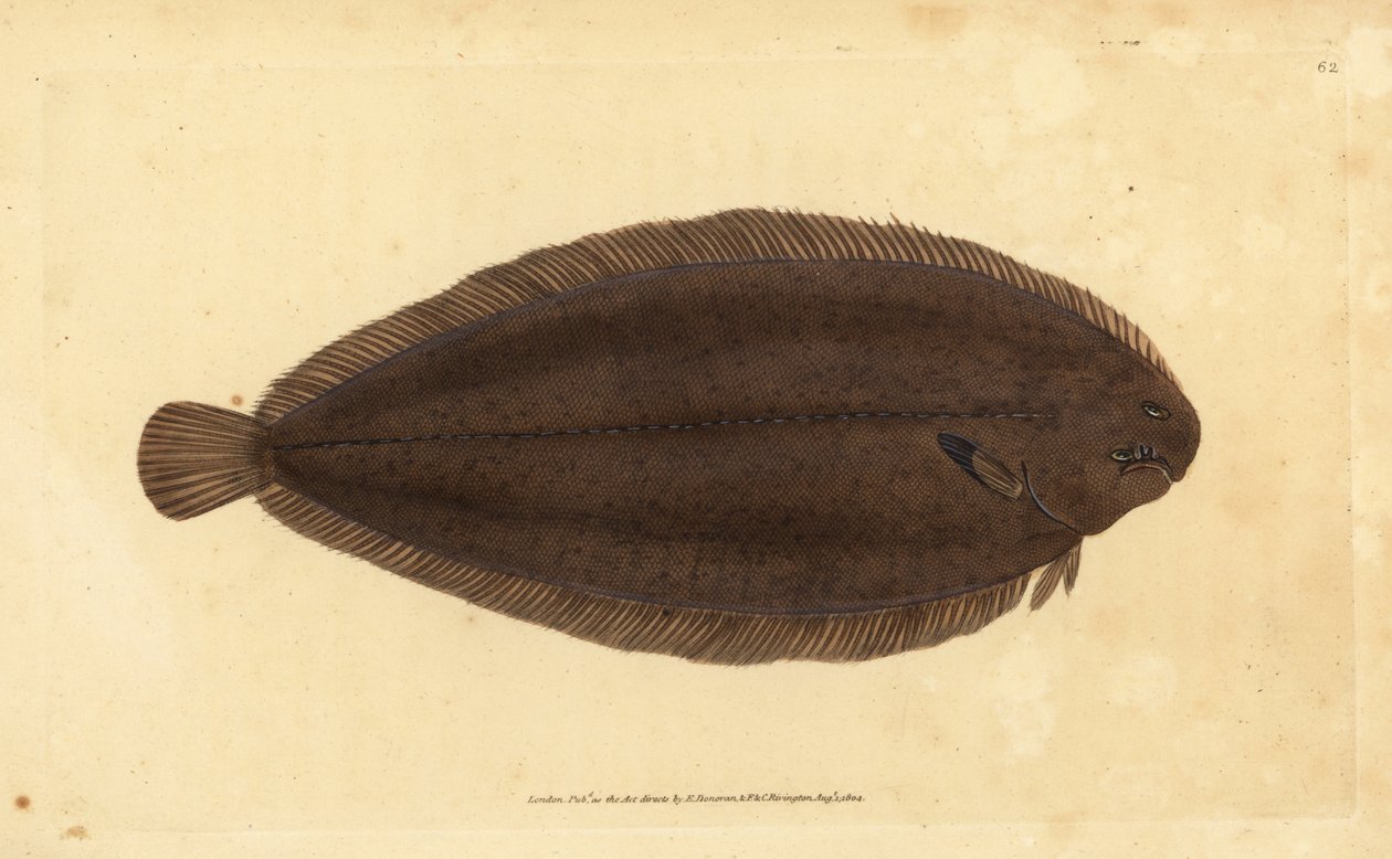 Ortak taban veya Dover taban, Solea solea (Pleuronectes solea). Edward Donovan tarafından Natural History of British Fishes, Donovan ve F.C. ve J. Rivington, Londra by Edward Donovan