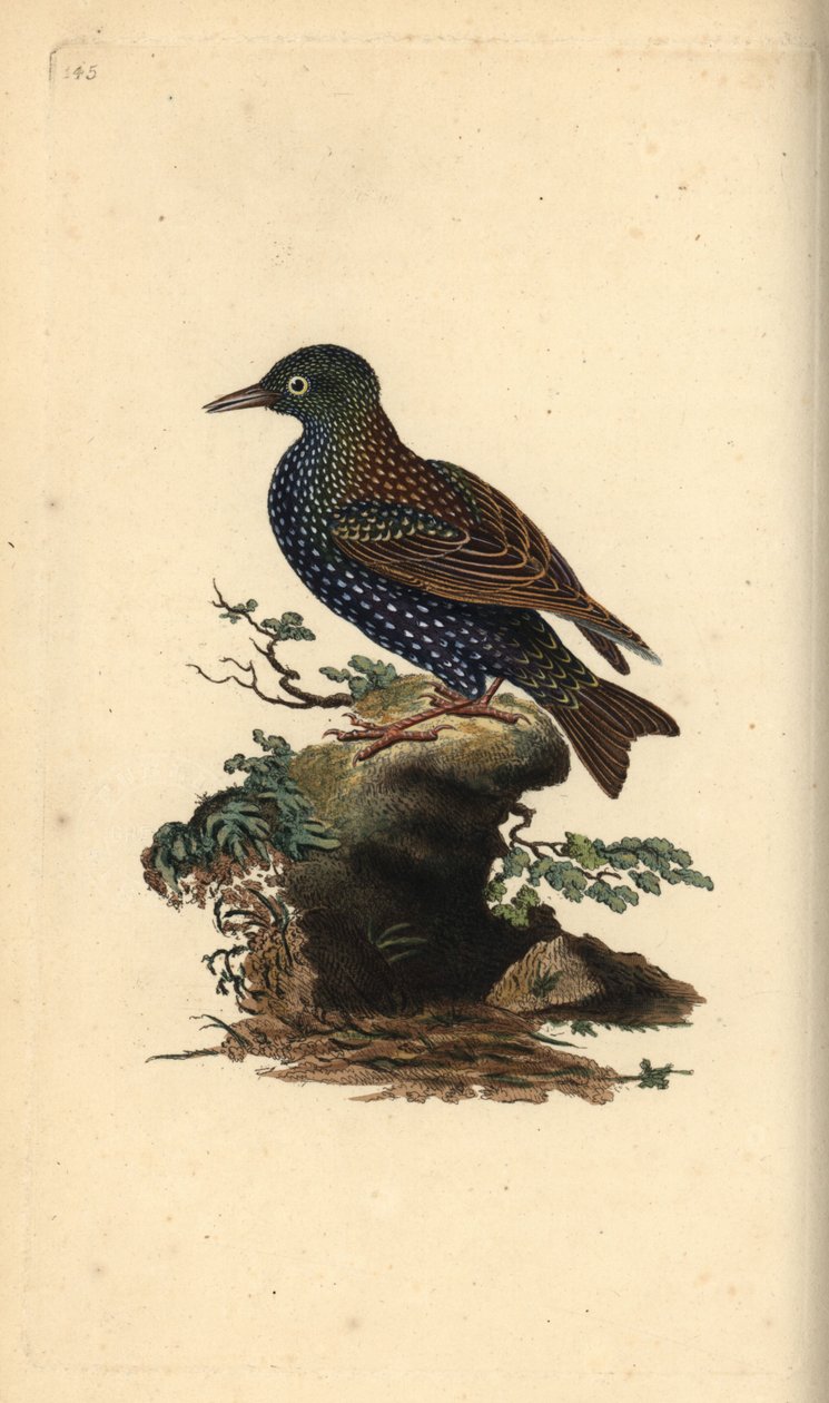 Adi sığırcık, Sturnus vulgaris. Edward Donovan tarafından kendi “Natural History of British Birds” Londra kitabından çizilip kazınmış, elle boyanmış bakır levha by Edward Donovan