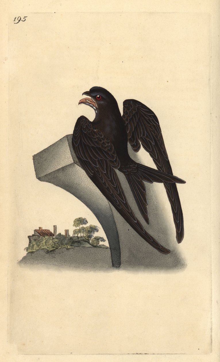 Nathaniel Prentiss Banks (leturgröftur) by Edward Donovan