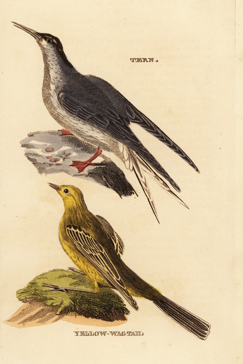 Ortak sumru, Sterna hirundo ve sarı kuyruksallayan, Motacilla flava by Edward Donovan