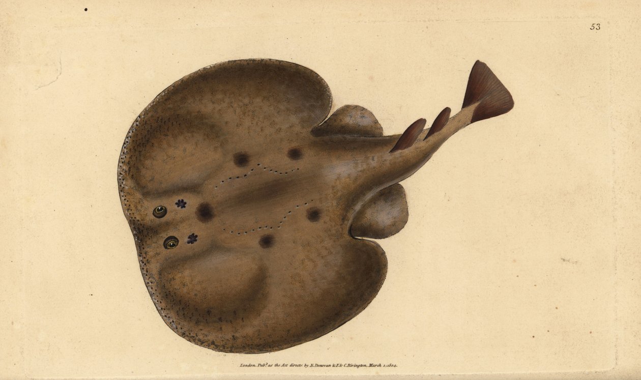 Gullhöfuðsbráður eða brúnn gyltur, Sparus aurata. Handlituð koparplata teiknuð og grafin af Edward Donovan úr náttúrufræði hans um breskan fisk, Donovan og F.C. og J. Rivington, Londonurki by Edward Donovan