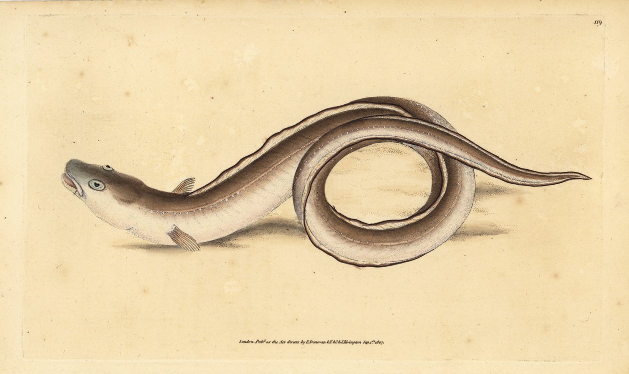 Conger eel, Muraena conger. Handcoloured copperplate drawn and engraved by Edward Donovan from his Natural History of British Fishes, Donovan and F.C. and J. Rivington, London by Edward Donovan